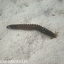sea worm (2)