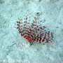 sea worm