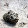 stone fish (2)